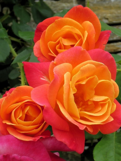 amerykańskie róże JOSEPHS COAT róże pnące parkowe