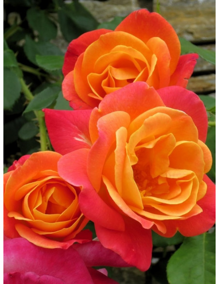 amerykańskie róże JOSEPHS COAT róże pnące parkowe