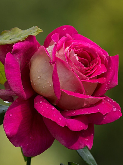 kronenburg róże wielkokwiatowe