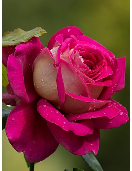 kronenburg róże wielkokwiatowe