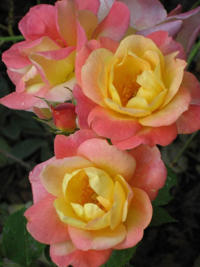 JOSEPHS COAT róże pnące parkowe wysokokrzewiaste