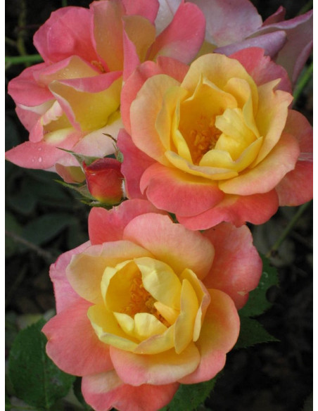 JOSEPHS COAT róże pnące parkowe wysokokrzewiaste