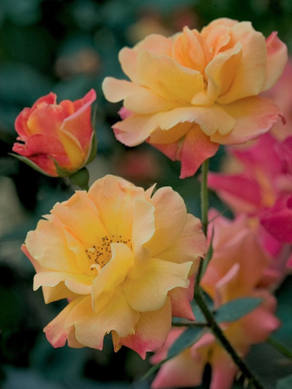 amerykańskie JOSEPHS COAT róże pnące parkowe