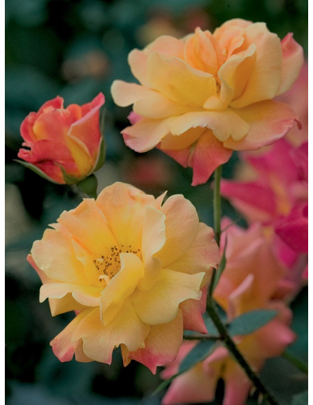 amerykańskie JOSEPHS COAT róże pnące parkowe