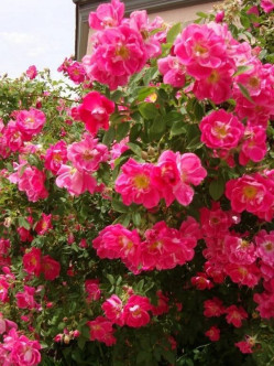 william baffin róże kanadyjskie