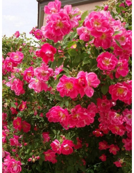 william baffin róże kanadyjskie