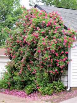 william baffin róże kanadyjskie 2