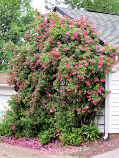 WILLIAM BAFFIN róża kanadyjska