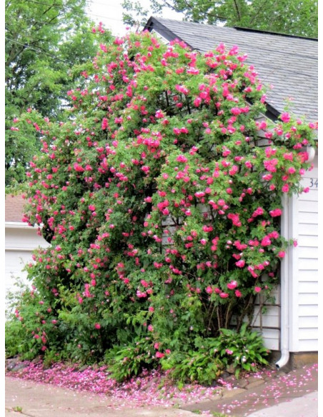 WILLIAM BAFFIN róża kanadyjska