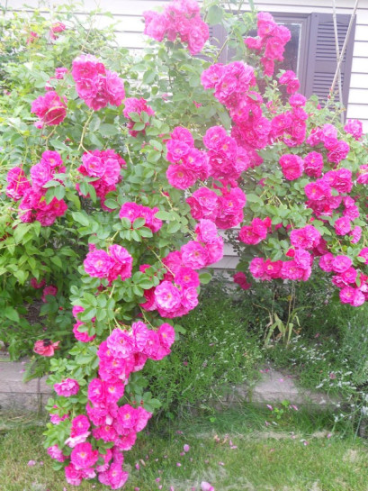 WILLIAM BAFFIN róża kanadyjska