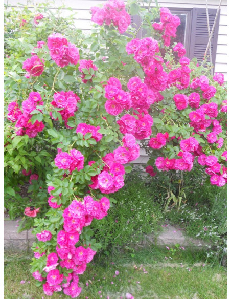 WILLIAM BAFFIN róża kanadyjska