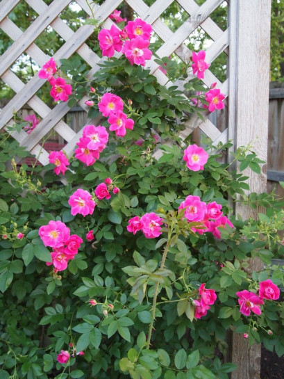 william baffin pnąca róża kanadyjska okrywowa parkowa