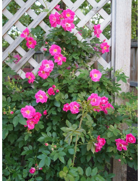 william baffin pnąca róża kanadyjska okrywowa parkowa