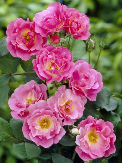 WILLIAM BAFFIN róża kanadyjska