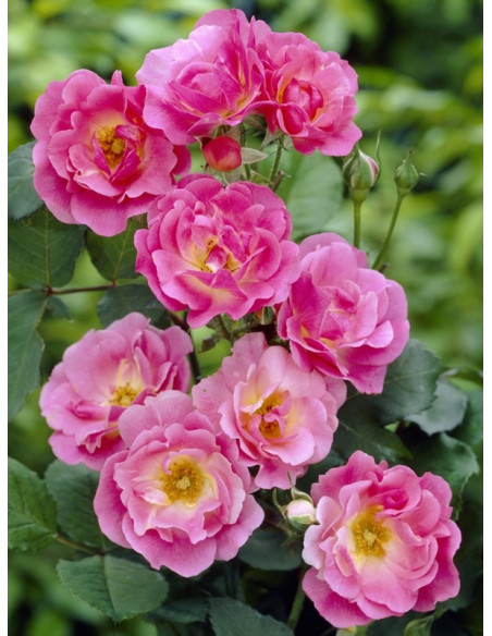 WILLIAM BAFFIN róża kanadyjska