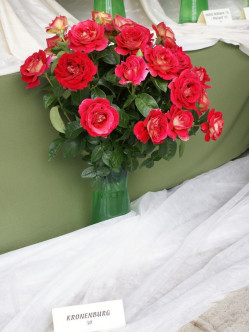 kronenburg róże wielkokwiatowe 2