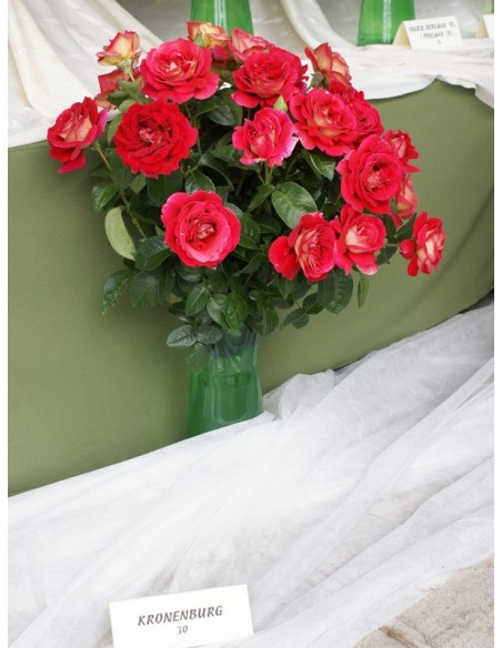 róże wielkokwiatowe kronenburg