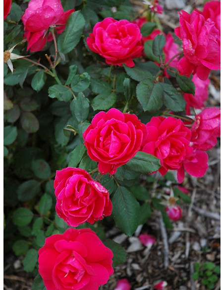 WINNIPEG PARKS róże kanadyjskie