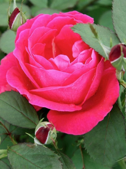 róże kanadyjskie winnipeg parks