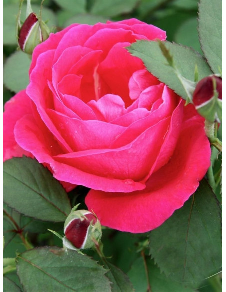 róże kanadyjskie winnipeg parks