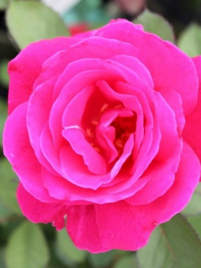 Winnipeg Parks kanadyjskie róże