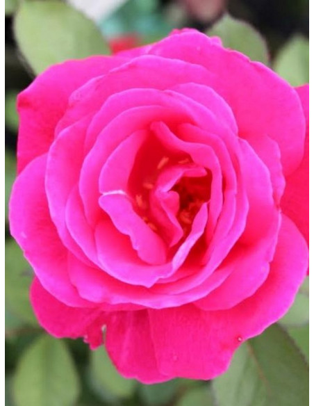 Winnipeg Parks kanadyjskie róże