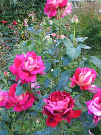 kronenburg róze wilkokwiatowe