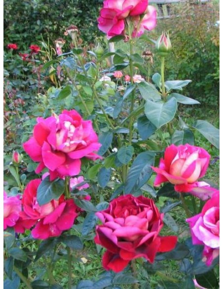 kronenburg róze wilkokwiatowe