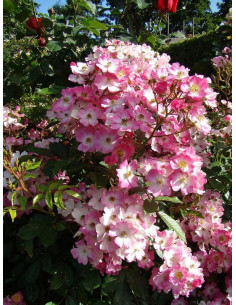 Ballerina róża parkowa 2