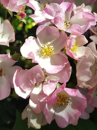piżmowe róże Ballerina