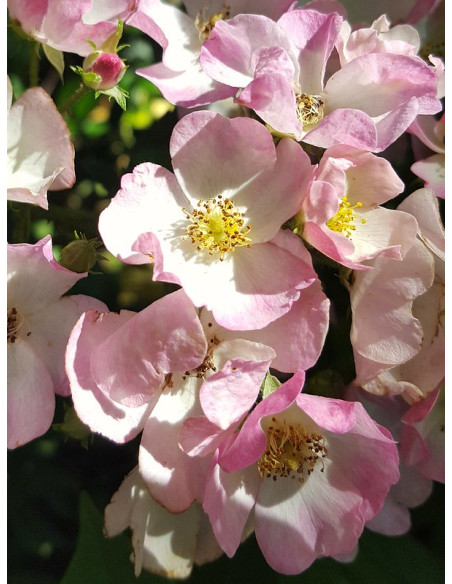 piżmowe róże Ballerina