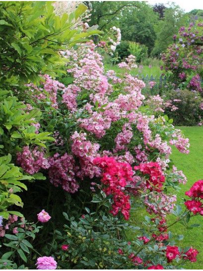 róże piżmowe Ballerina