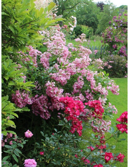 róże piżmowe Ballerina