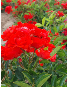 orange fairy róża okrywowa 2