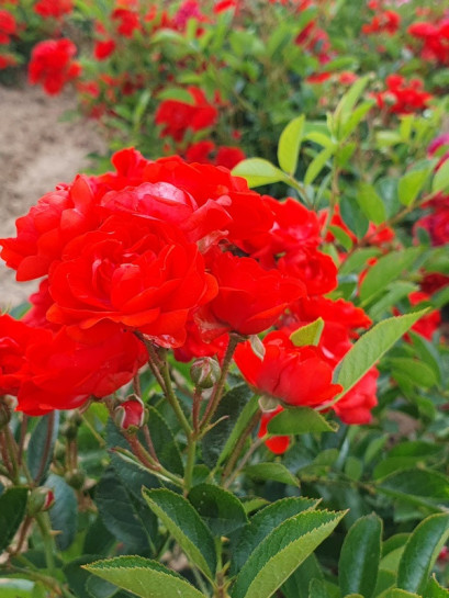 róża okrywowa orange fairy