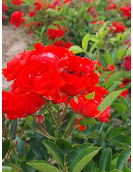 róża okrywowa orange fairy