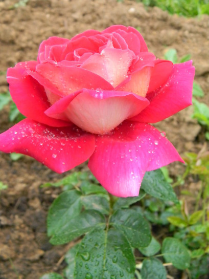 kronenburg RÓŻA WIELKOKWIATOWA