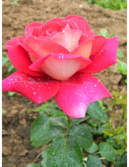 kronenburg RÓŻA WIELKOKWIATOWA