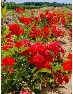 orange fairy róża okrywowa