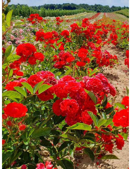 orange fairy róża okrywowa