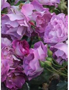 Blue for You róża krzaczasta