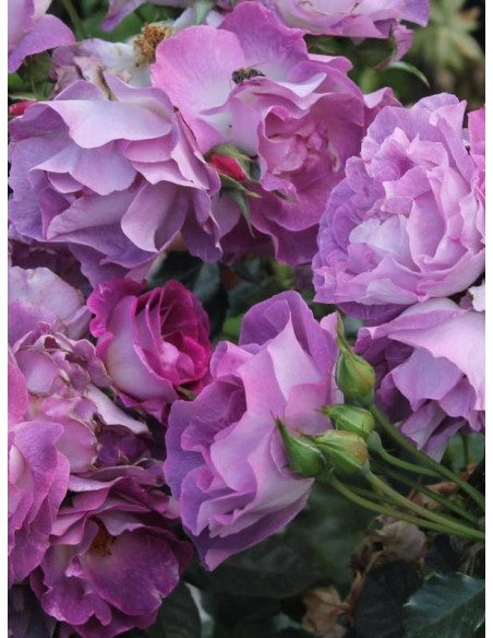 Blue for You róża krzaczasta