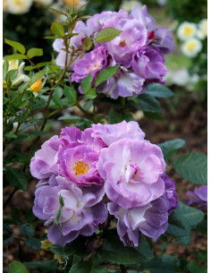 Blue for You róża krzaczasta 2