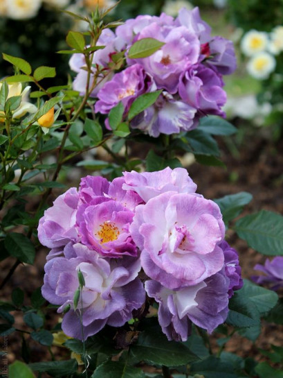 fioletowe róże krzaczaste Blue for You