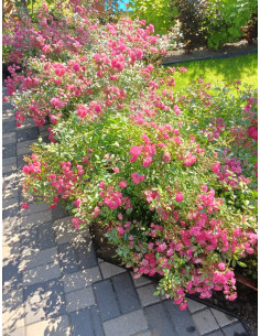 odmiana okrywowa pink fairy szkółka róż rozaria 2