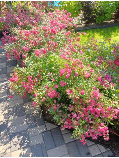 pink fairy róża okrywowa ciemno różowa