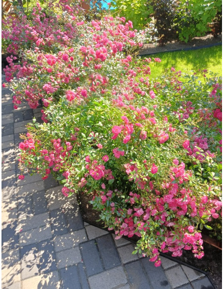 pink fairy róża okrywowa ciemno różowa