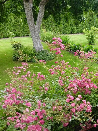 okrywowa róża pink fairy