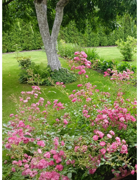 okrywowa róża pink fairy