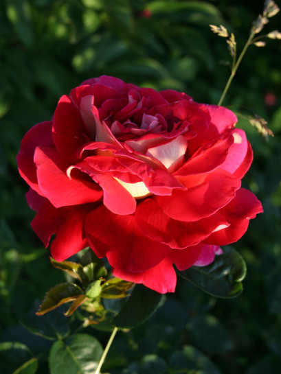 kronenburg roza wilkokwiatowa